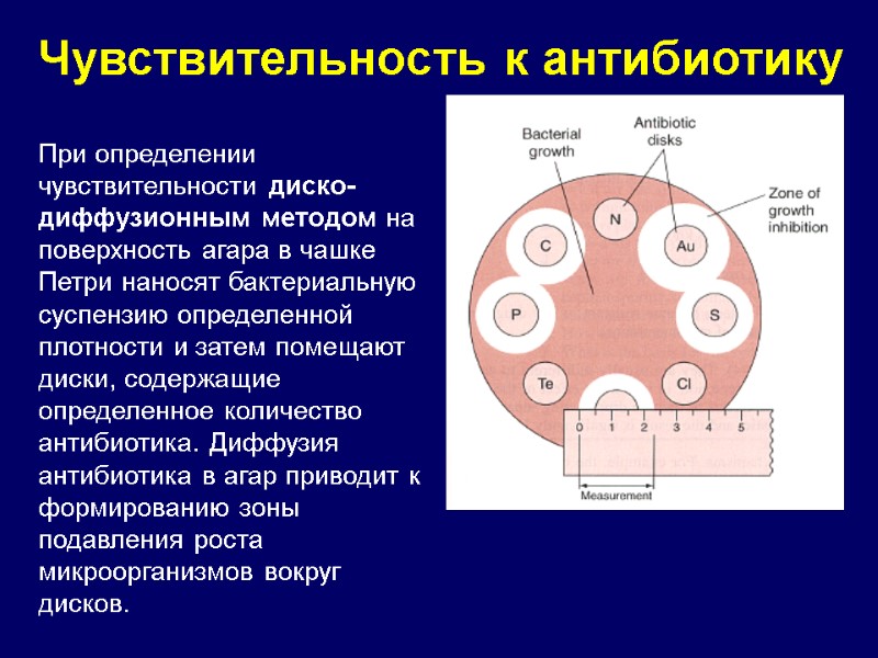 При определении чувствительности диско-диффузионным методом на поверхность агара в чашке Петри наносят бактериальную суспензию